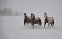 christmas blizzard trio